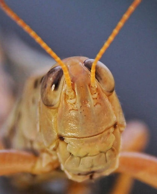 Smiling Grasshopper