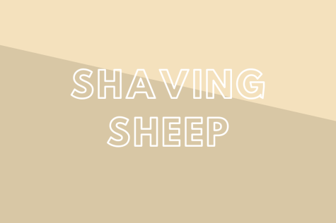 Shaving Sheep