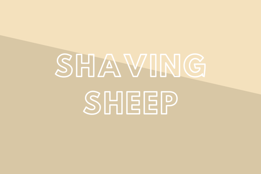 Shaving+Sheep