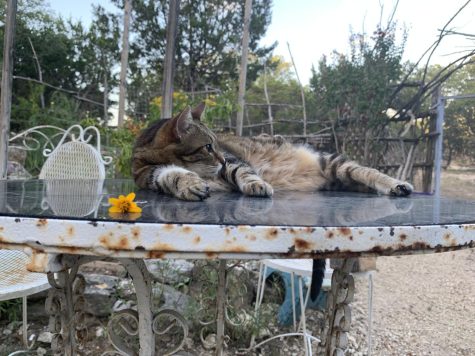 Queen of the Garden