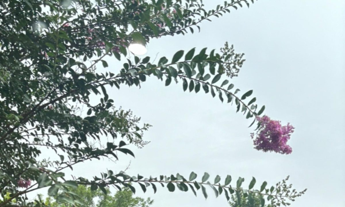 Flowers in Rain