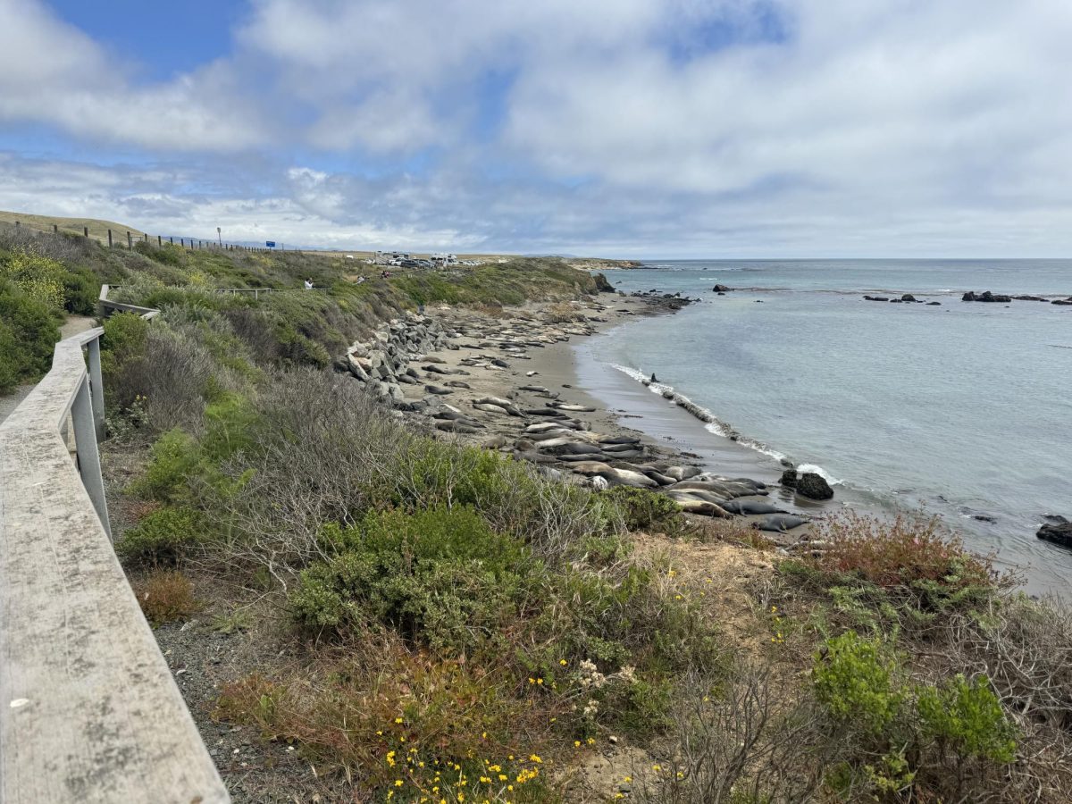 Seals on the Coast