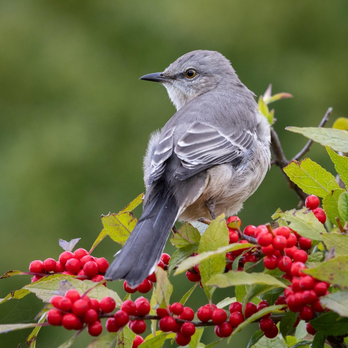 Northern Mockingbird