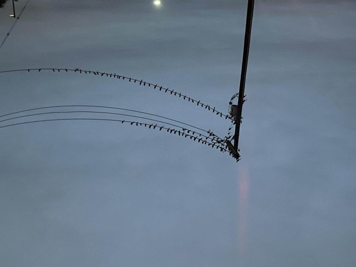 Birds on a Wire