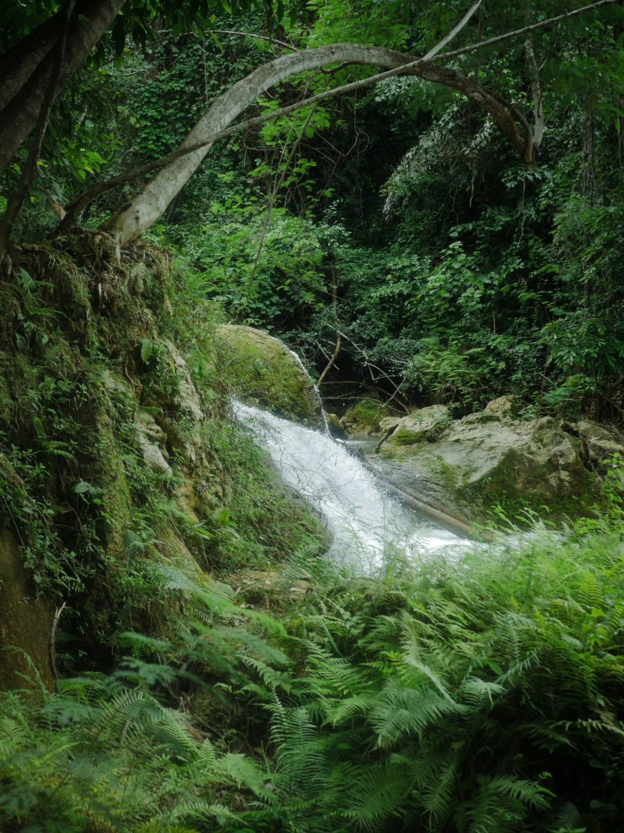 Jungle Stream