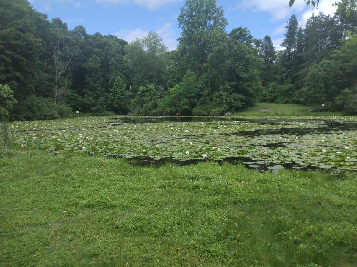 Pond