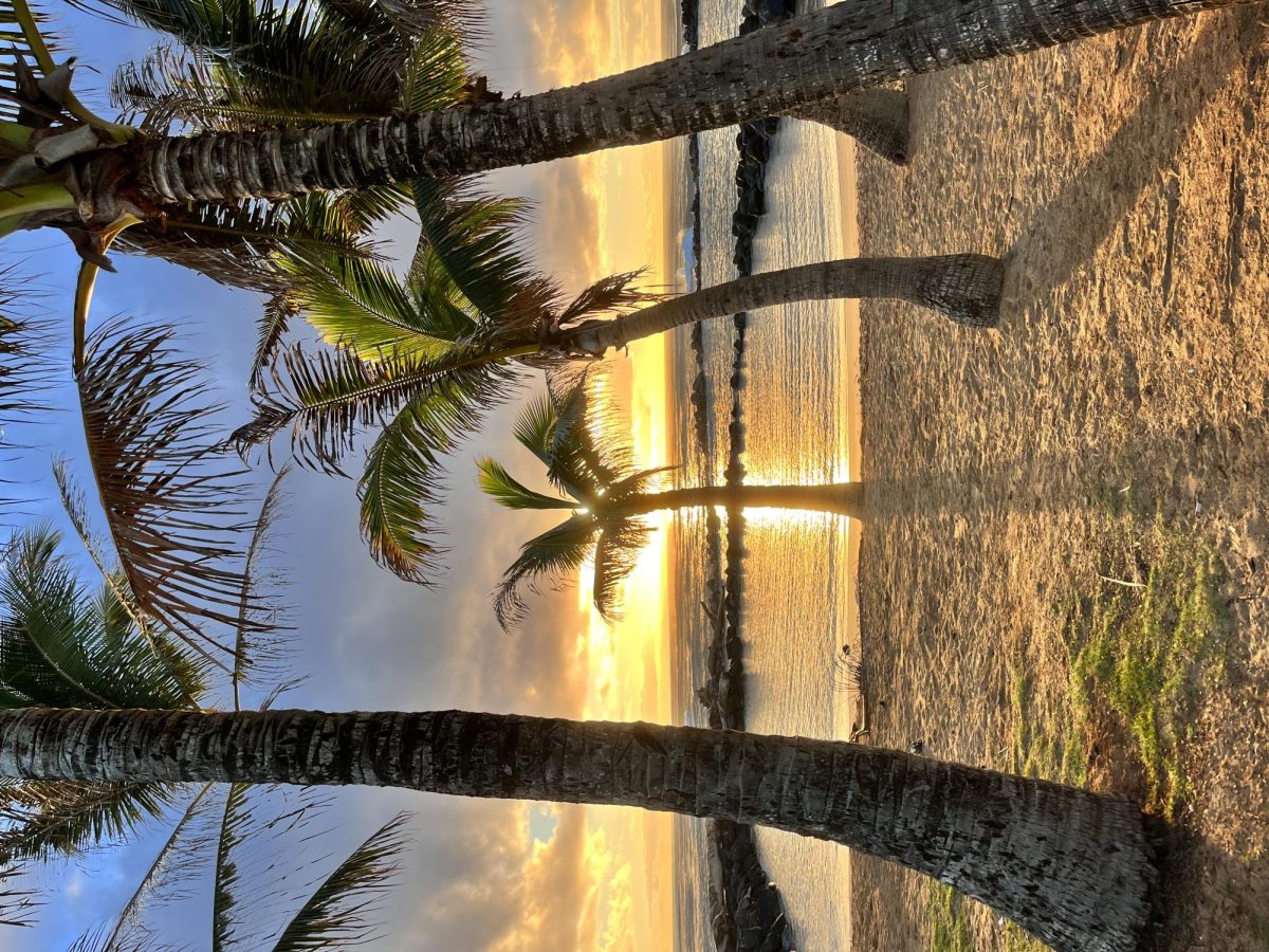 Palm Trees in Hawaii