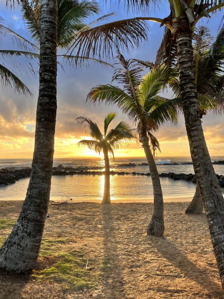 Palm Trees in Hawaii