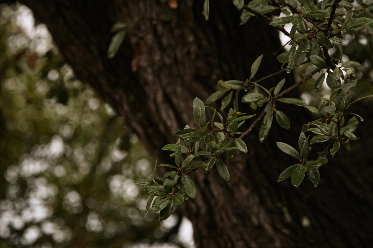 Rainy Leaves