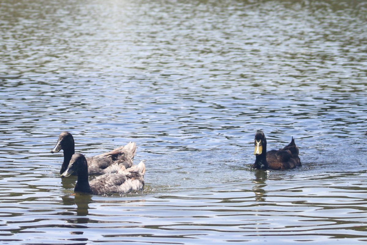 Pond Life