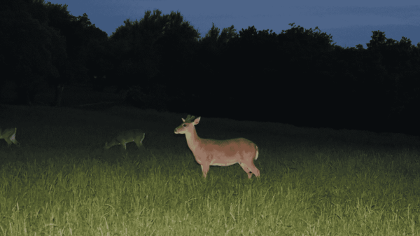 Poacher's Gaze